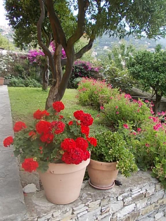 Le Clementine B&B Camogli Exterior foto