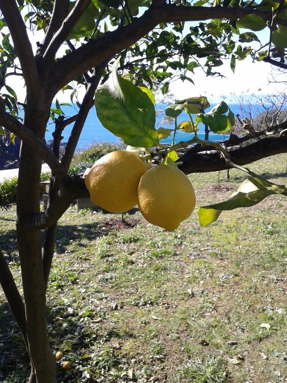 Le Clementine B&B Camogli Exterior foto